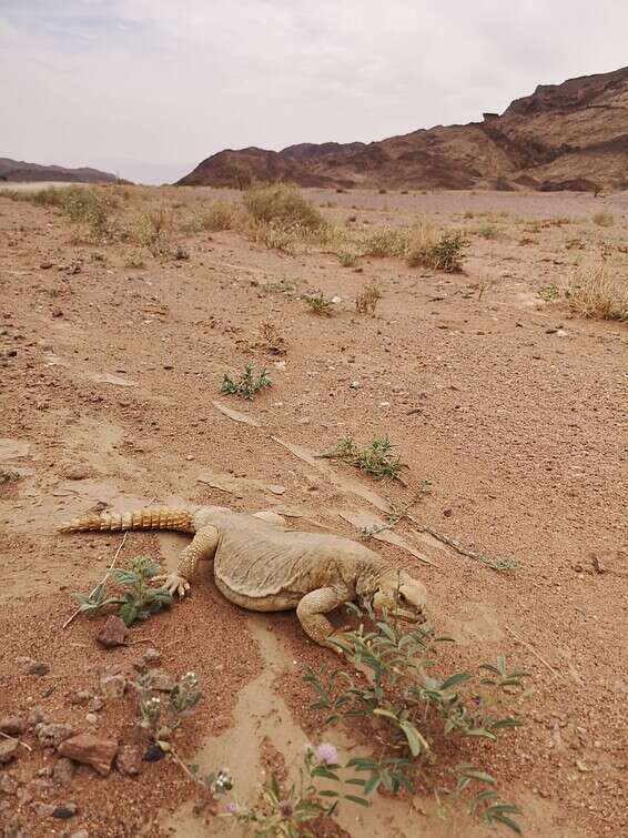 החרדון המדברי בפארק תמנע // צילום: עומר ארמוזה